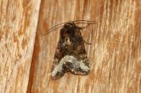 Oligia strigilis/versicolor