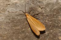 Wittia sororcula