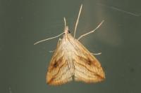 Evergestis forficalis