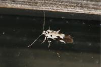 Ethmia quadrillella