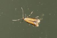 Coptotriche marginea