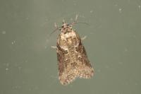 Cnephasia