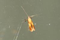 Caloptilia
