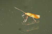 Caloptilia