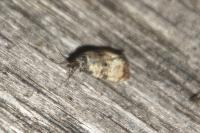 Cochylis atricapitana