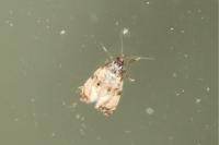 Cochylis atricapitana
