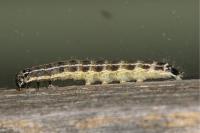 Orthosia cruda