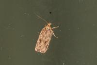 Depressaria daucella