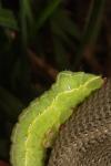 Asteroscopus sphinx