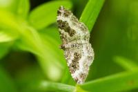 Epirrhoe alternata