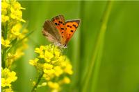 Lycaena phlaeas