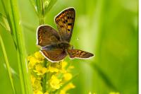 Lycaena tityrus