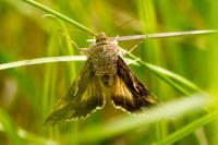Autographa gamma