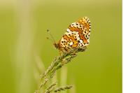 Melitaea cinxia