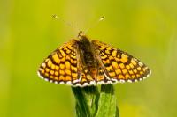 Melitaea cinxia