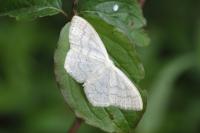 Scopula floslactata