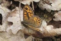 Lasiommata megera