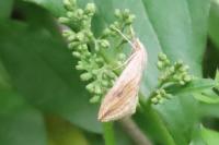Evergestis forficalis