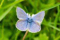 Polyommatus icarus