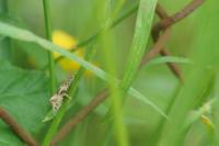 Celypha lacunana