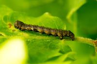 Phigalia pilosaria