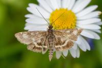 Pyrausta aurata