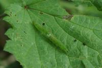 Patania ruralis