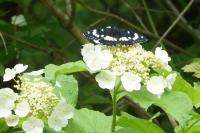 Limenitis reducta