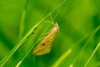 Evergestis forficalis