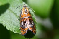 Olethreutes arcuella