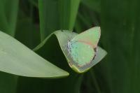 Callophrys rubi