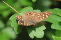 Pararge aegeria