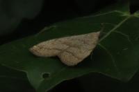 Zanclognatha lunalis