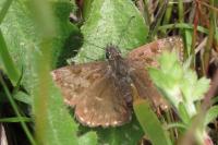 Erynnis tages