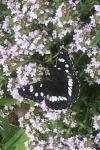 Limenitis reducta