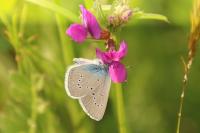 Cyaniris semiargus