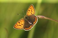 Lycaena tityrus