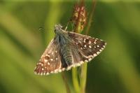 Pyrgus serratulae
