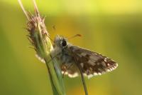 Pyrgus serratulae