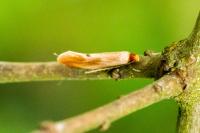 Tinea semifulvella