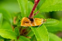 Ptycholoma lecheana