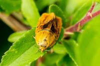 Ptycholoma lecheana