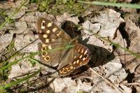 Pararge aegeria