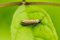 Adela reaumurella