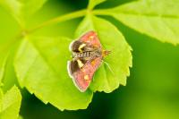 Pyrausta aurata
