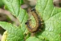 Malacosoma neustria