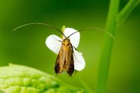 Cauchas rufimitrella