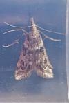 Eudonia angustea