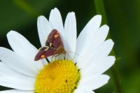 Pyrausta aurata