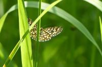 Chiasmia clathrata